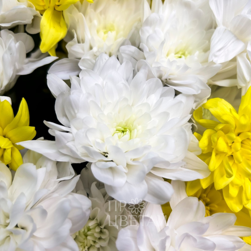 Букет из хризантем «Мелодия» 1