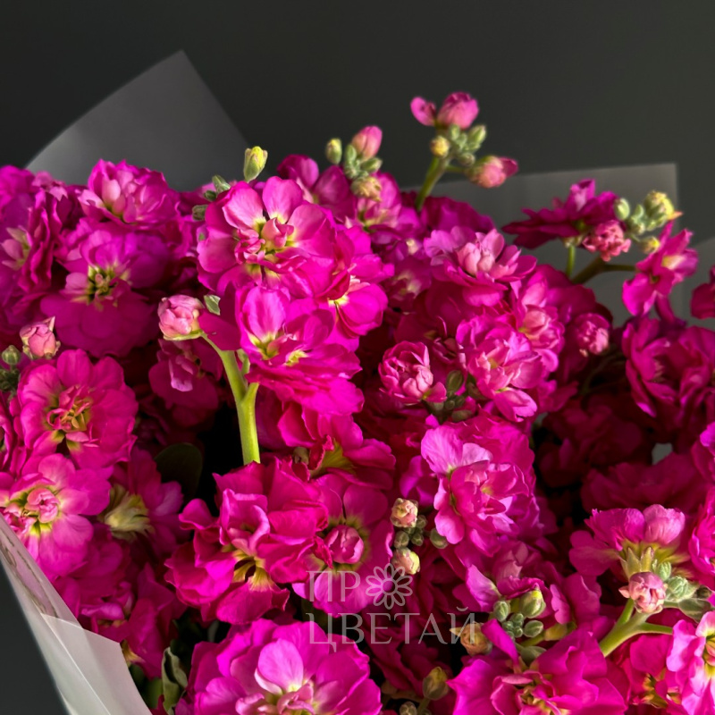 Монобукет из маттиолы «Утренний привет» 1