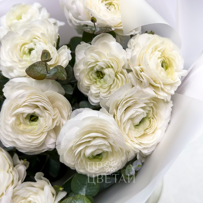 Белые ранункулюсы 15шт «Баунти» 1