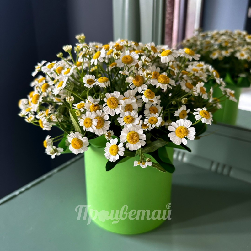 Композиция из ромашек Июнь