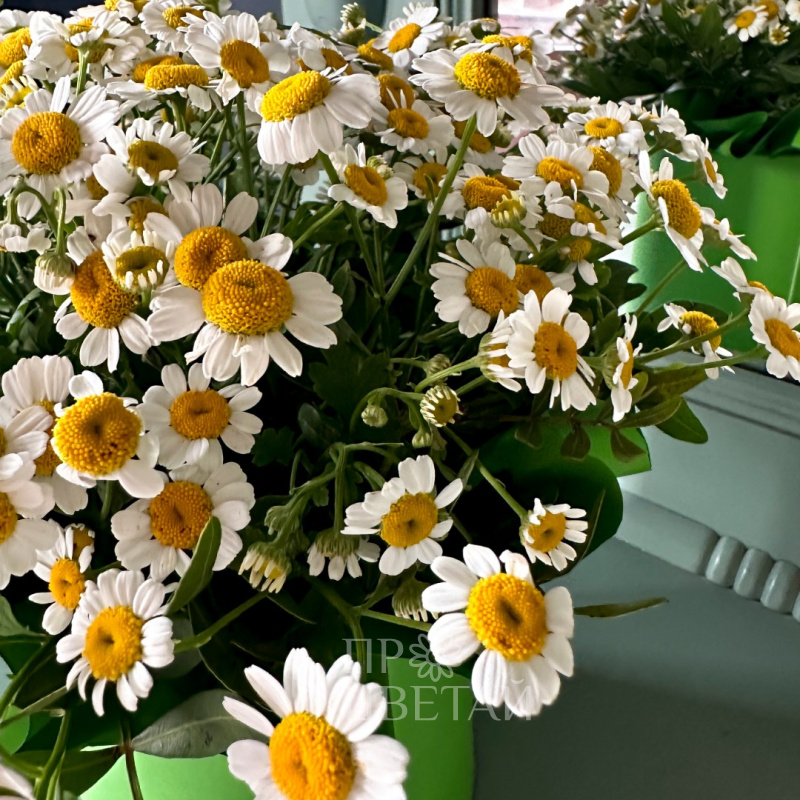 Композиция из ромашек «Июнь» 1