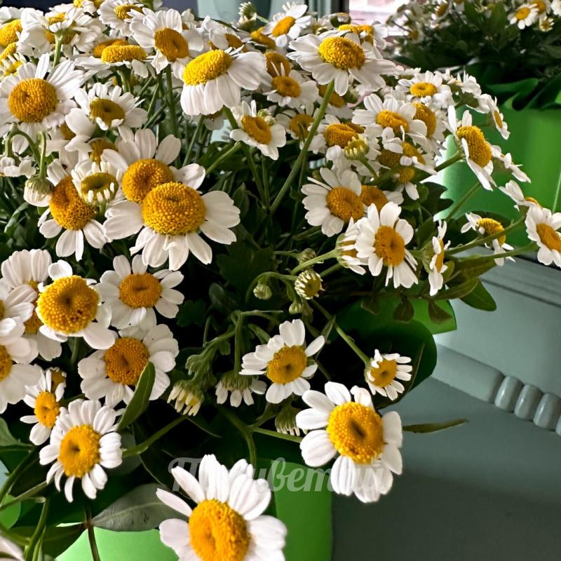 Композиция из ромашек Июнь 1