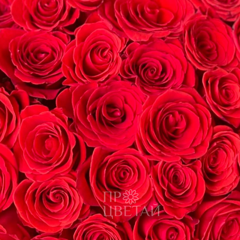 Моно-букет из 51 алой розы 2