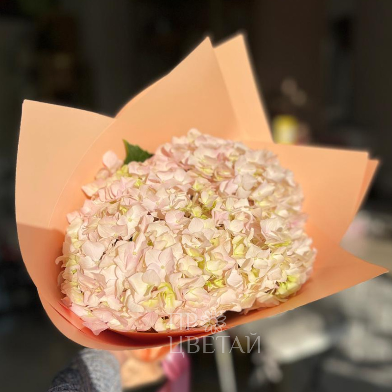 Букет-комплимент с гортензией 1